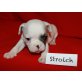 Strolch, Welpe franz. Bulldogge/Mops - Rüde
