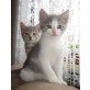 Strolch, freches, süßes Käterchen - Kater