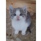 Strolch, süßes, freches Käterchen - Kater
