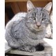 Strolchi, Hauskatze - Kater