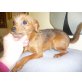 Strolchi, Toy Terrier - Hündin