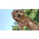 Strolchi und Susi, Englischer Cockerspaniel Welpen - Rüde