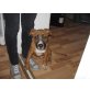 Stromer, Boxer-Mix Welpe Welpen - Rüde