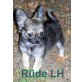 Stromer,Bubi,Wuschel, Chihuahua kurzhaariger Schlag Welpen - Rüde