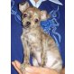 Stromer, Chihuahua kurzhaariger Schlag Welpen - Rüde