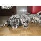 Strong-willed Rose`s Conroy, English Setter Welpen - Rüde