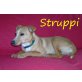 Struppe, Pinscher-Mix - Rüde