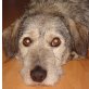 Struppi 6, Schnauer-Dackel-Mischlingsrüde - Rüde
