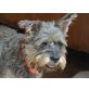 Struppi, Zwergschnauzer - Rüde