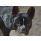 Stuart Little, Französische Bulldogge - Rüde