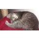 Stubentiger/Thai Kitten - Katze