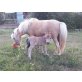 Stute Jenny mit Fohlen Zorro, Shetland Pony - Stute
