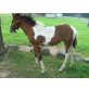 Stutfohlen Paint X Pinto - Stute