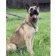 Su, Belgischer Schäferhund - Hündin