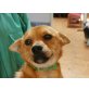 Sua, verschmuster Chihuahua-Mix - Rüde