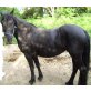 Suche Mitreiter/in U6 nähe, Friese - Stute