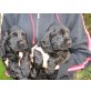 Suche ein schönes neues Zuhause, Englischer Cockerspaniel - Hündin