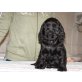 Suche ein schönes neues Zuhause, Englischer Cockerspaniel - Hündin