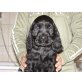 Suche ein schönes neues Zuhause, Englischer Cockerspaniel - Hündin