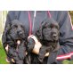 Suche ein schönes neues Zuhause , Englischer Cockerspaniel - Hündin