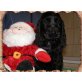 Suche ein schönes neues Zuhause, Englischer Cockerspaniel - Hündin