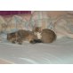 Suchen dringend ein neues zu hause, stubenreine, verträgliche Bauernhofskätzchen - Kater