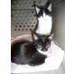 Suchen eine nette Familie!, Pünktchen und Anton - Kater
