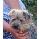 Sucre, Yorkie Pudel Mix - Rüde