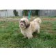 Sue, Shih Tzu - Hündin