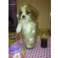 SÜSSE PRINZESSIN, Cavalier King Charles Spaniel Welpen - Hündin