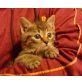 SÜSSE halbangora - Kater