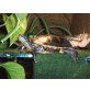 Südliche- oder Rückenstreifenzierschildkröte