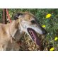 Suerte, Galgo - Rüde