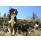 Süsse Australian Shepherd/Berner Sennen Hunde - Rüde