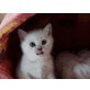 Süße BKH Kitten in der Farbe silver shaded, Britisch Kurzhaarkatze - Katze
