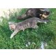 Süsse Babykatze  - Katze