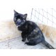 Süsse, Bunte Hauskätzchen - Kater
