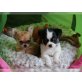 Süße Chihuahua Welpen, Chihuahua kurzhaariger Schlag - Rüde