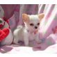 Süße Chihuahua Welpen, Chihuahua langhaariger Schlag - Hündin