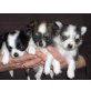 **Süße Chihuahua Welpen**, Chihuahua langhaariger Schlag - Rüde