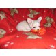 Süße Chihuahuawelpen, Chihuahua langhaariger Schlag Welpen - Rüde
