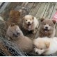 Süße Chow Chow Welpen mit Papieren, Chow-Chow - Hündin