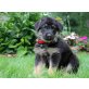 Süße Deutsch schäferhund welpen, Deutscher Schäferhund - Hündin