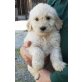 Süße Goldendoodle-Welpen! Welpen - Hündin
