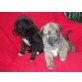Süße Irish Wolfhound / Labrador Mix Welpen  Welpen - Hündin