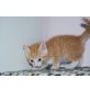 Süße Katzen Babys - Kater