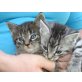 Süsse Katzenbabies  - Kater