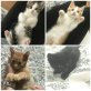 Süsse Katzenbabies - Kater