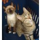 Süße Katzenmädchen Linda und Maria, Siam- Mix und EKH- Mix - Katze