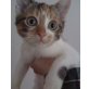 Süße Kazendame abzugeben - Katze